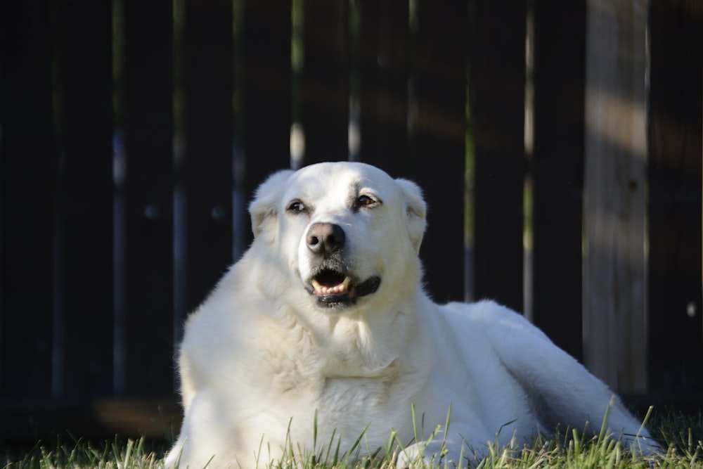 a white dog lying in the grass