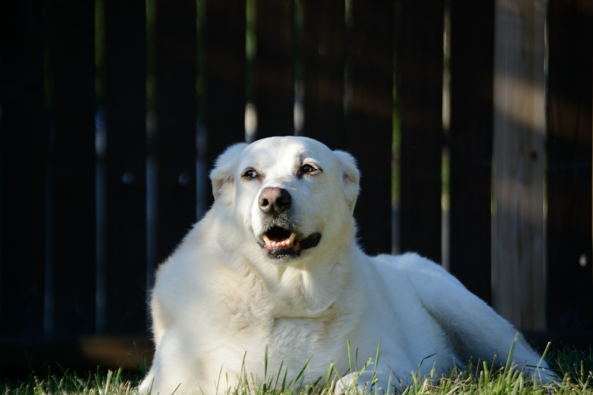 Great Pyrenees