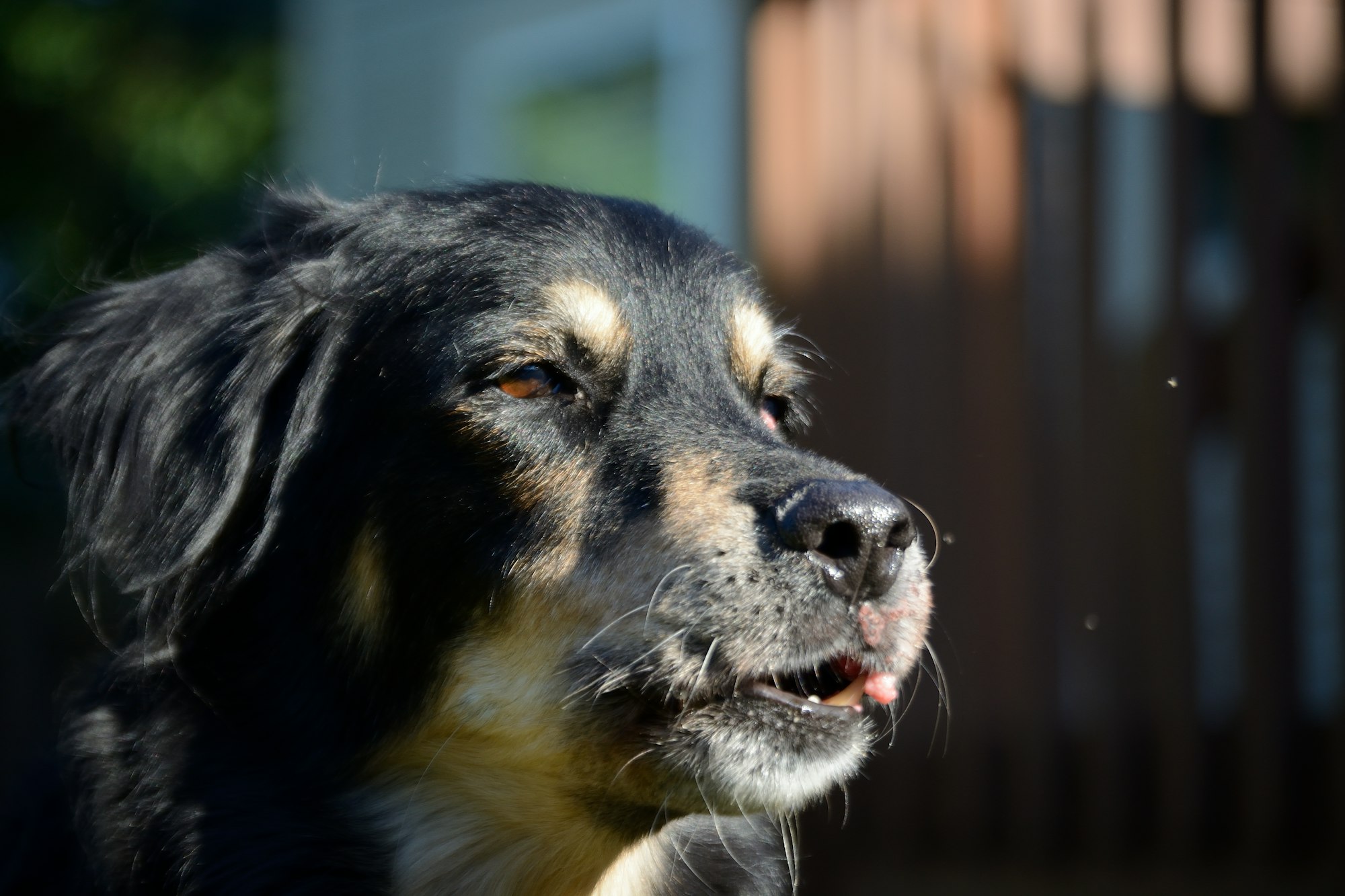 Rottweiler Border Collie Fusion