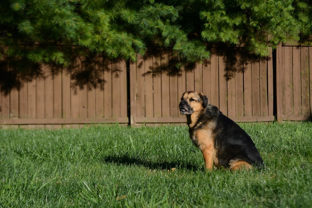 a dog sitting in the grass