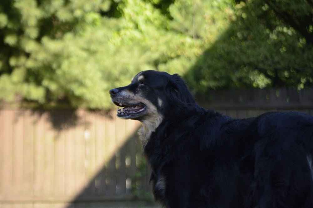 a black dog sitting on a wooden fence