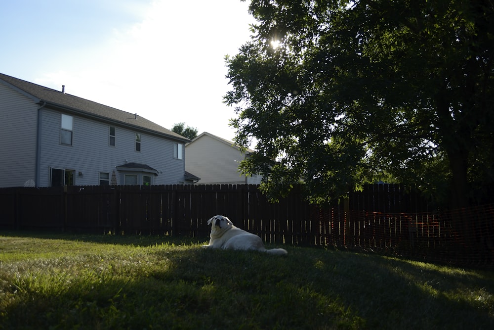 a dog lying in the grass