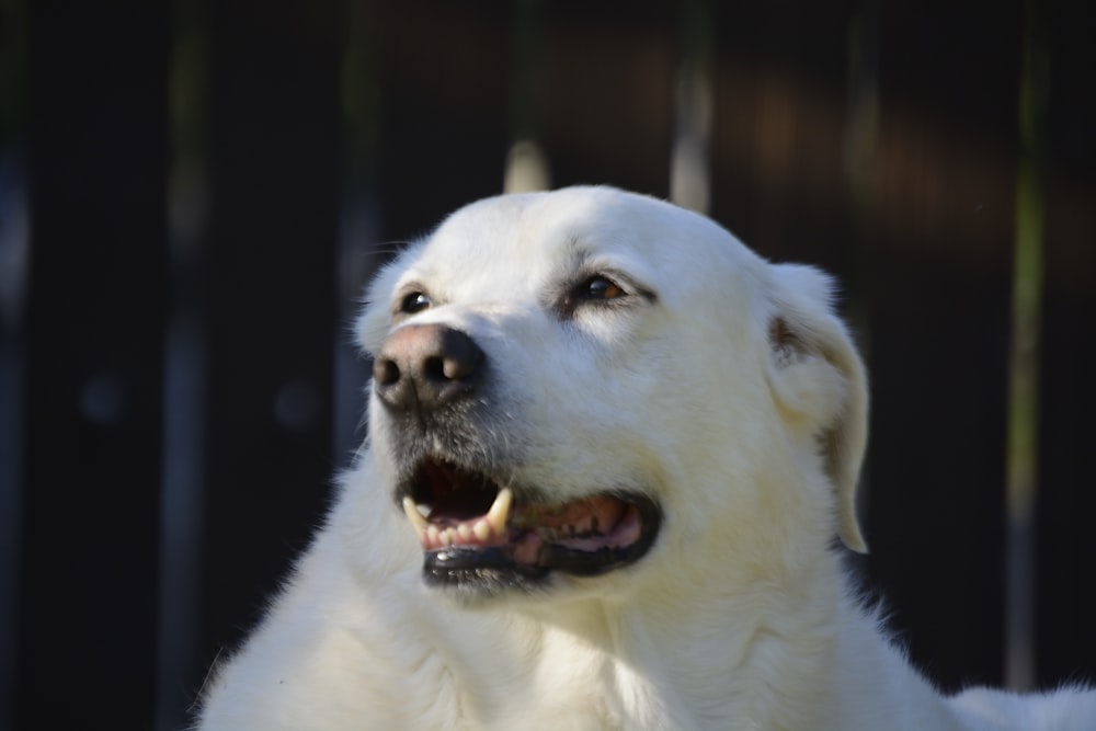a white dog with its mouth open