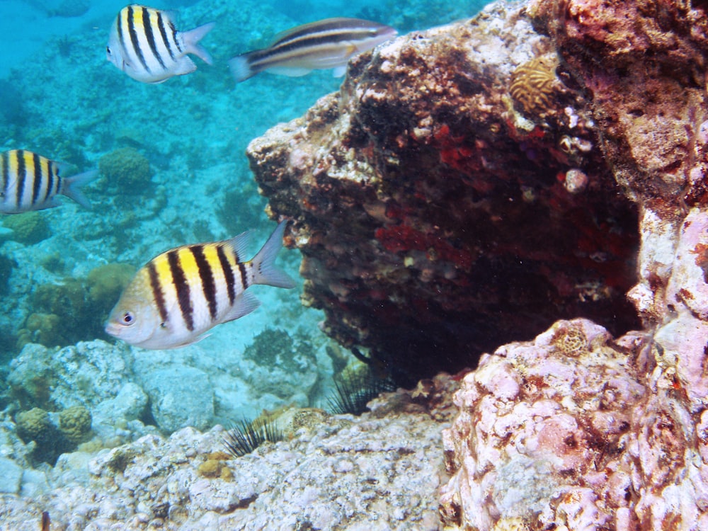 a group of fish swimming in the ocean