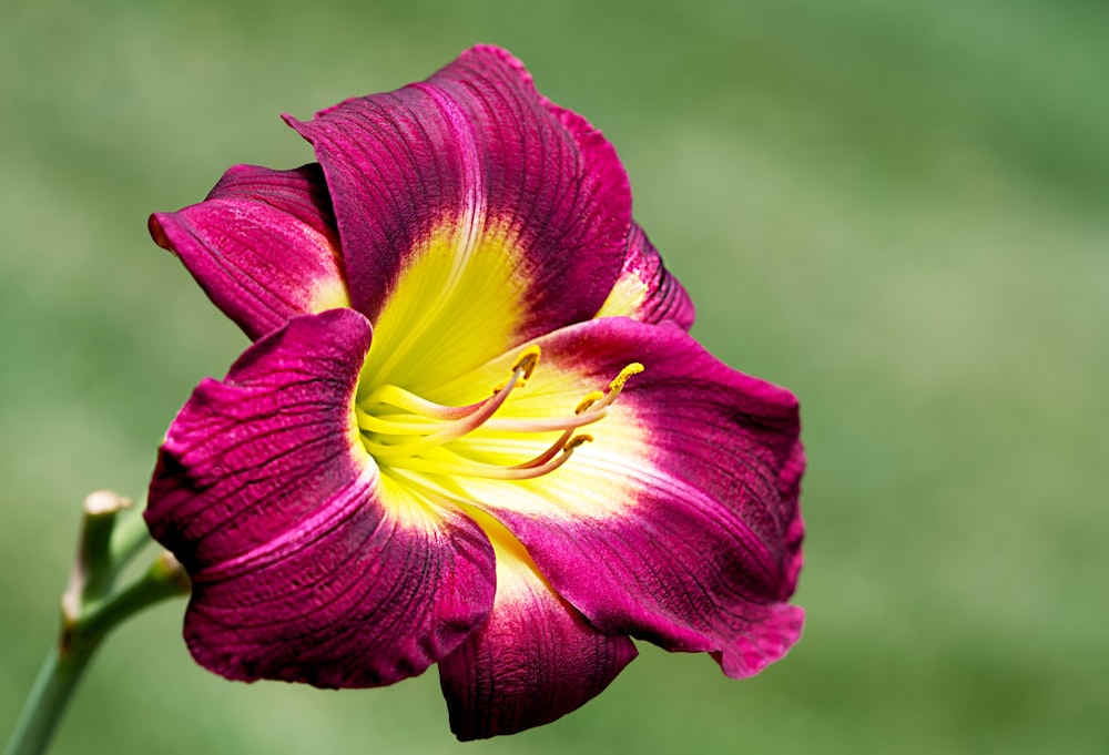 a close up of a flower