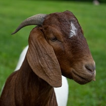 a goat with horns