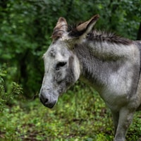 Donkey