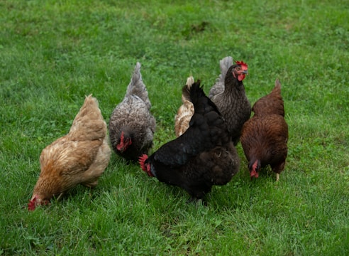 a group of chickens in a grassy area