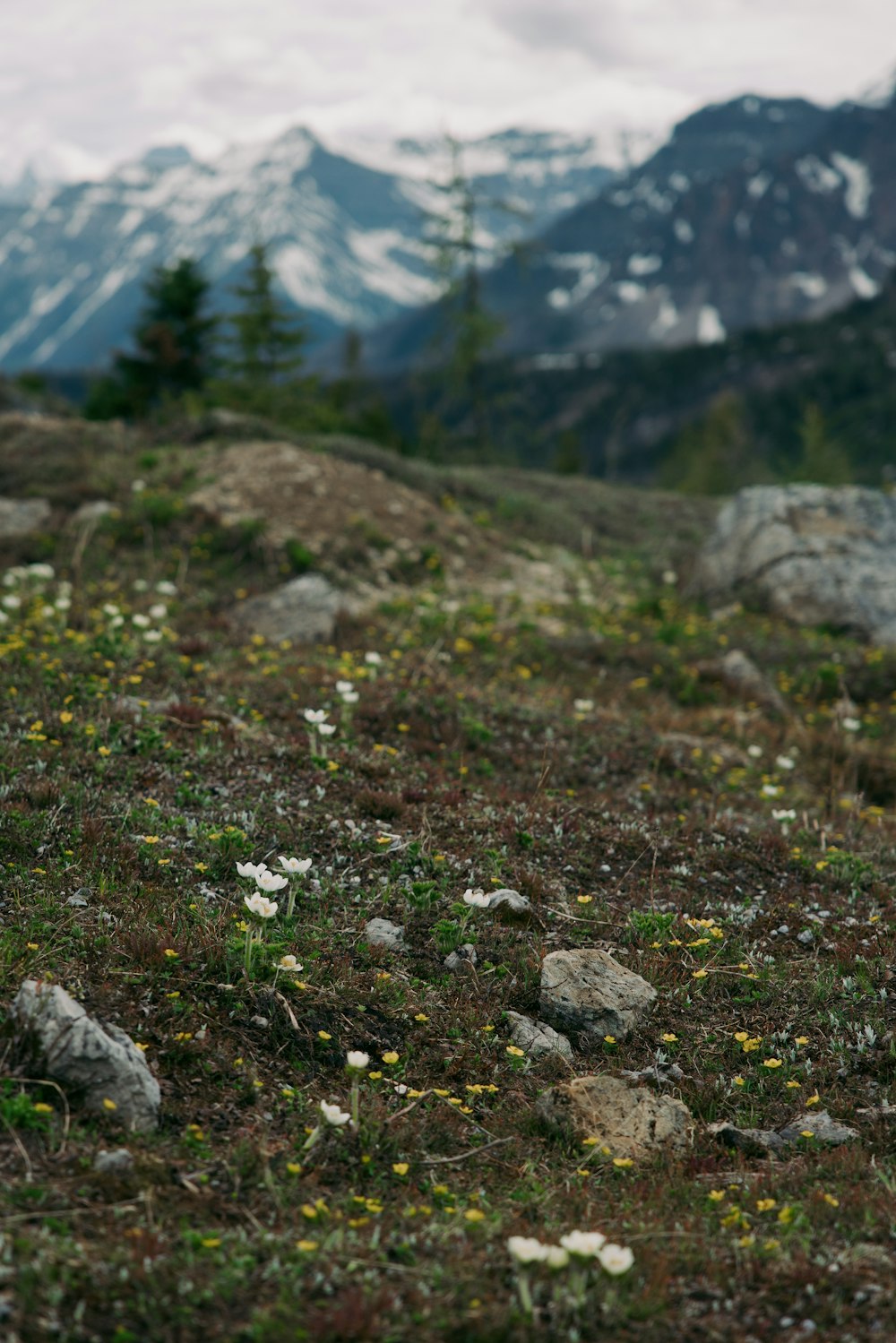 a grassy area with rocks and trees in the background