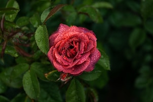 a pink rose on a bush