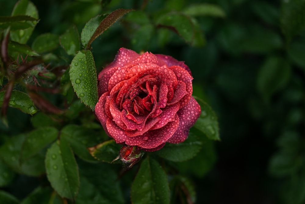 Eine rosa Rose auf einem Busch
