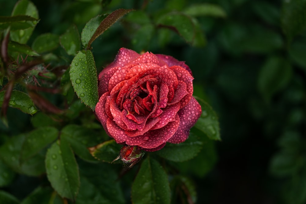 a pink rose on a bush