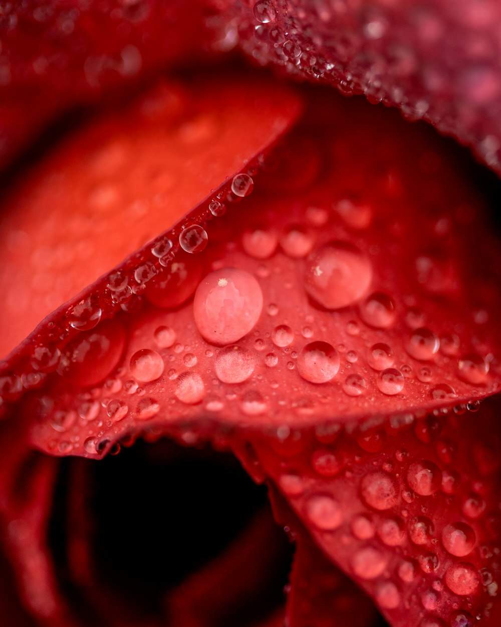 a close up of a red flower