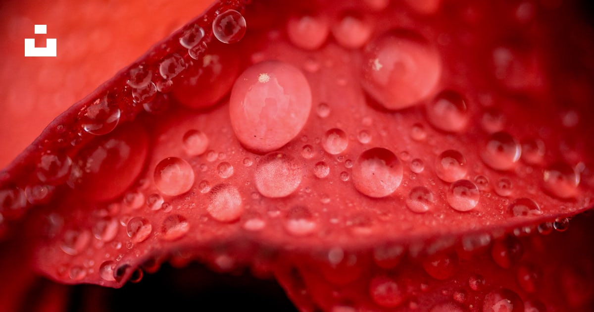 Gros plan d’une fleur rouge photo – Photo Rouge Gratuite sur Unsplash