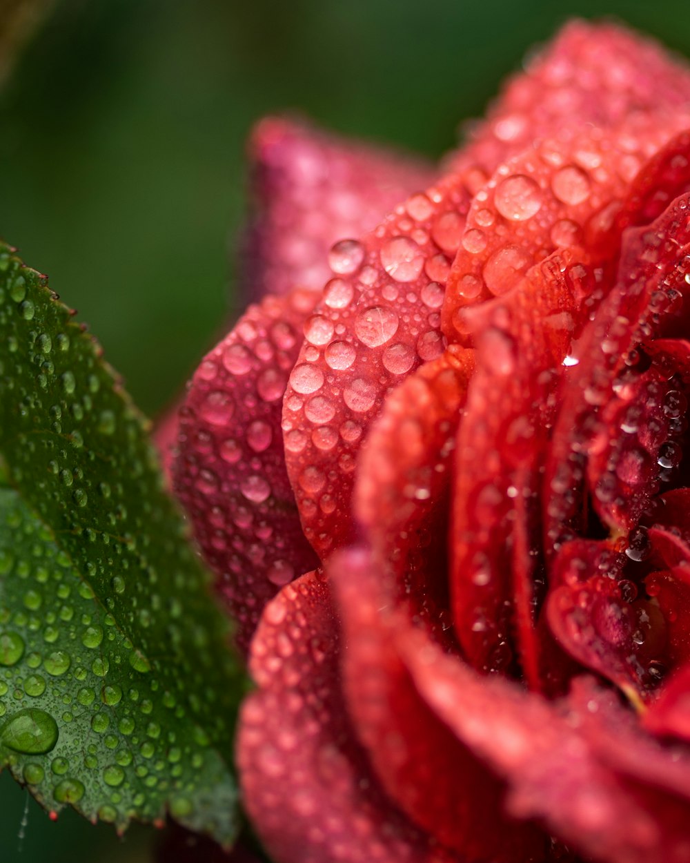 a close up of a red flower