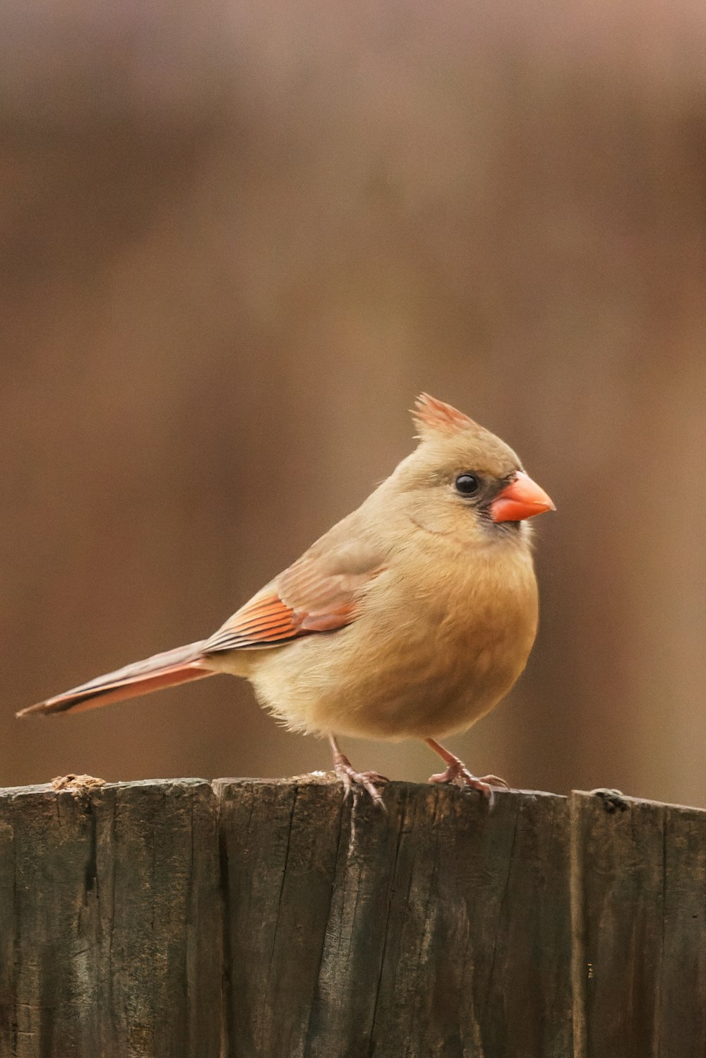 a bird standing on a wood fence