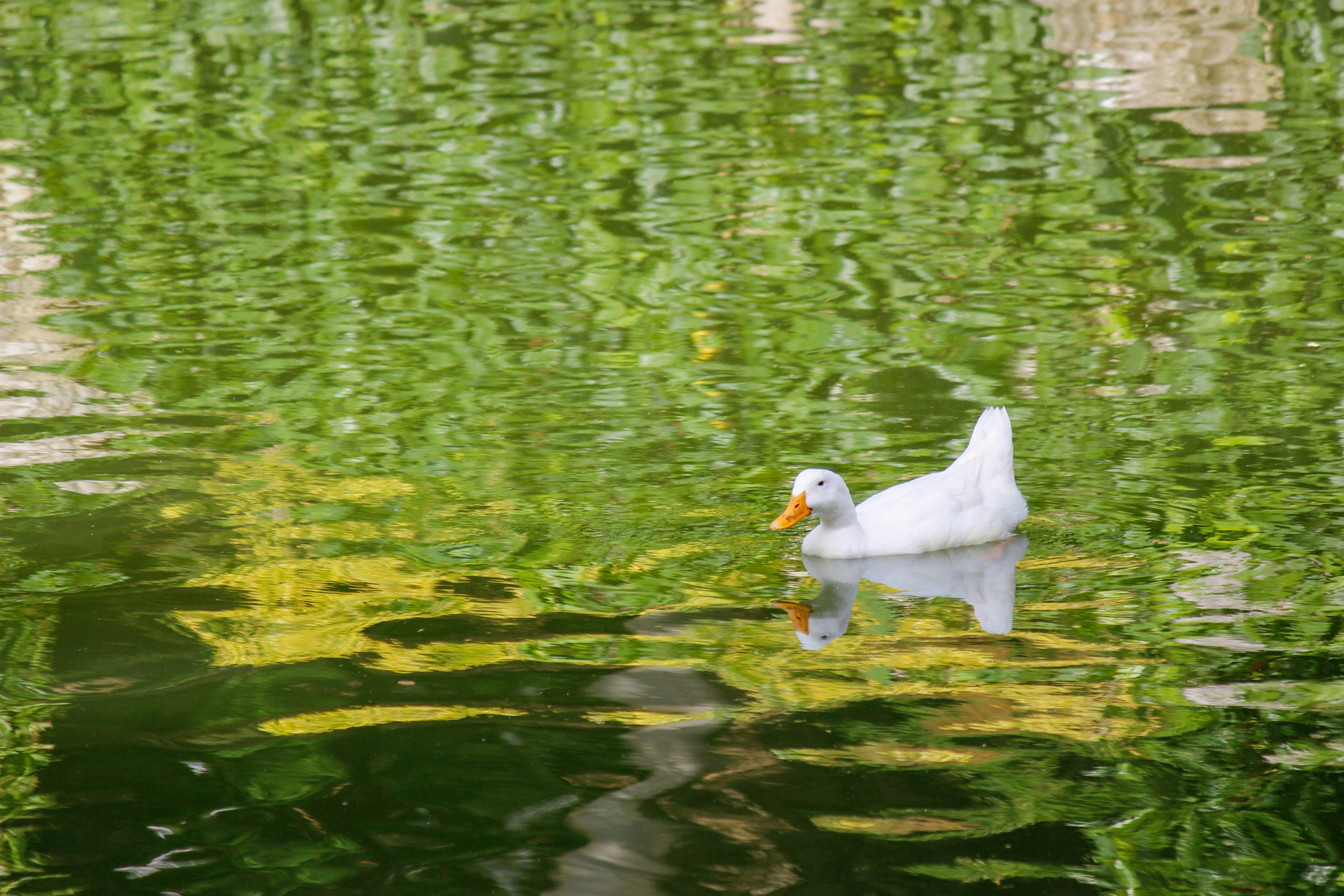 a white duck swimming in a pond