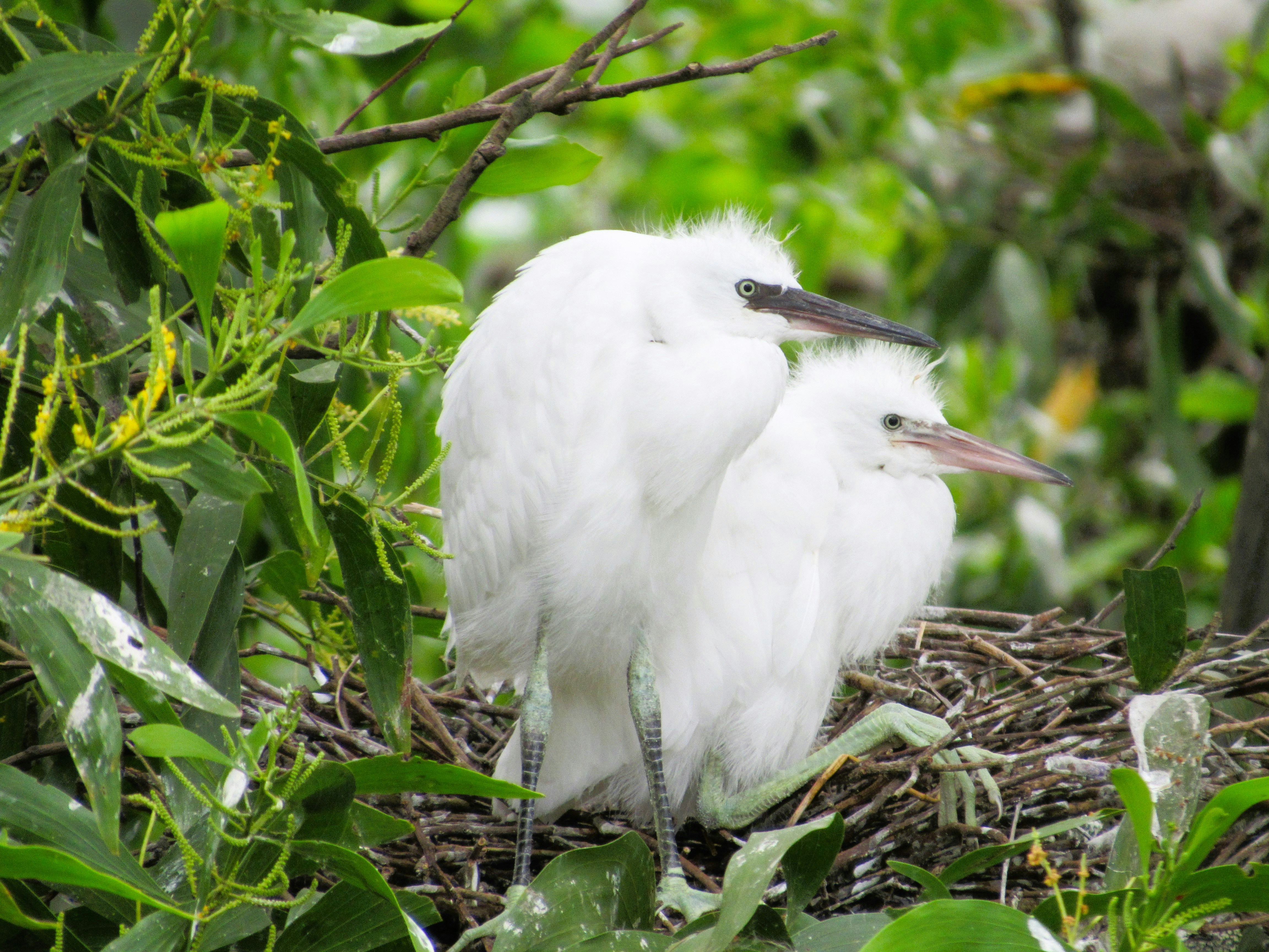 Photo by manoriekodi