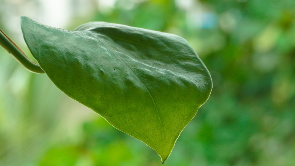 a close up of a leaf