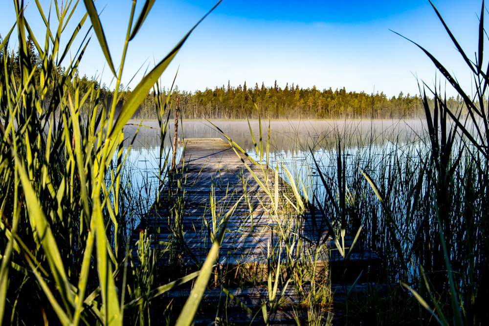 a body of water with plants around it