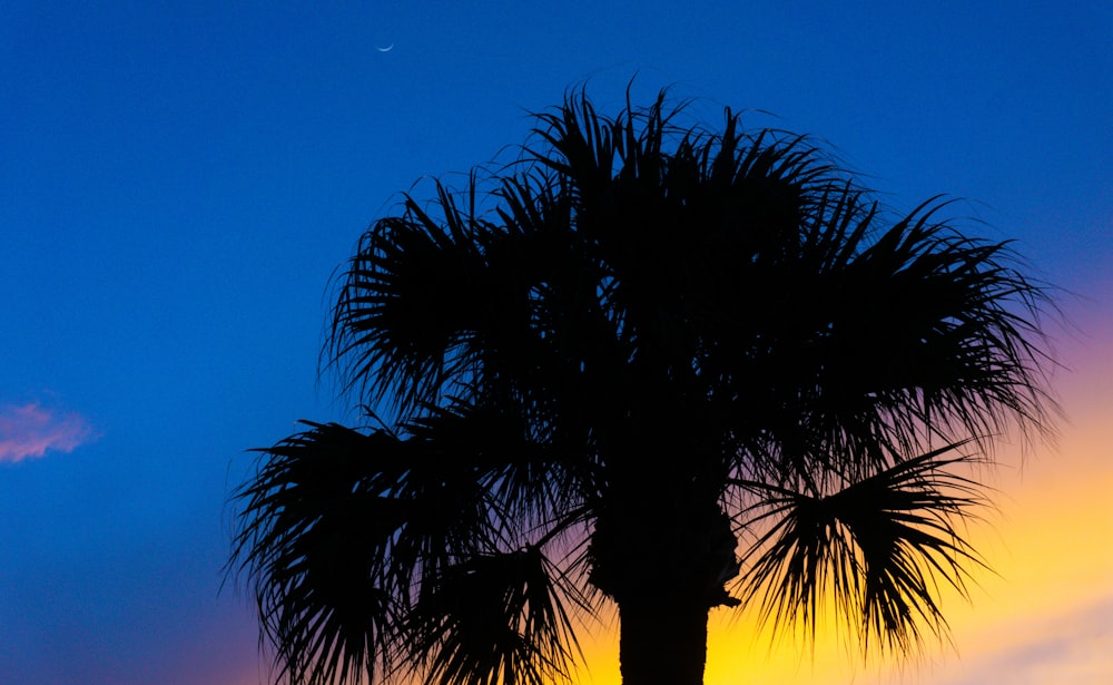 a group of palm trees