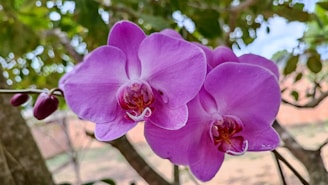 A close-up of dew-kissed orchids in shades of purple and white, showcasing intricate petal details.