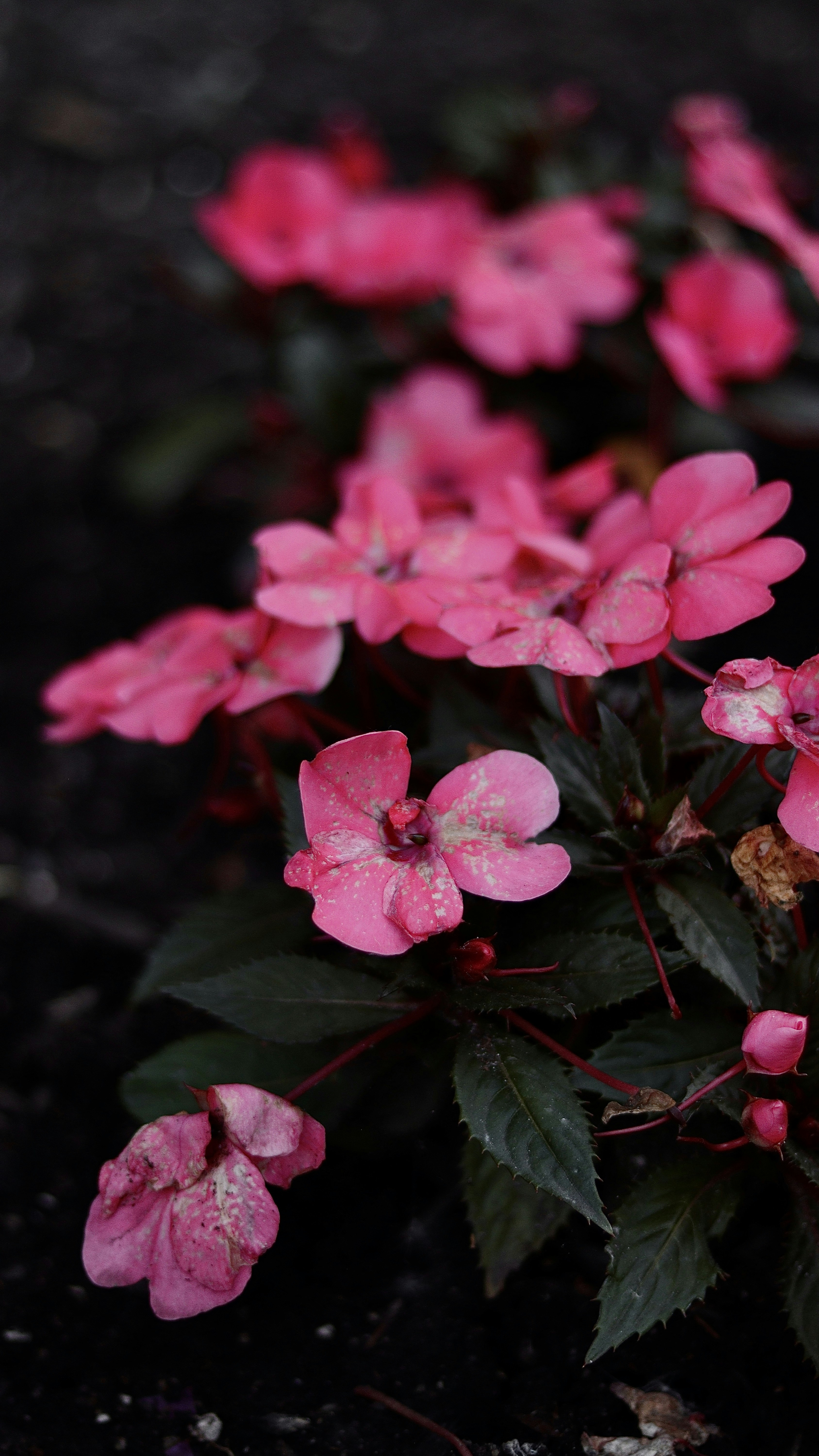 Photo by sangam_sharma