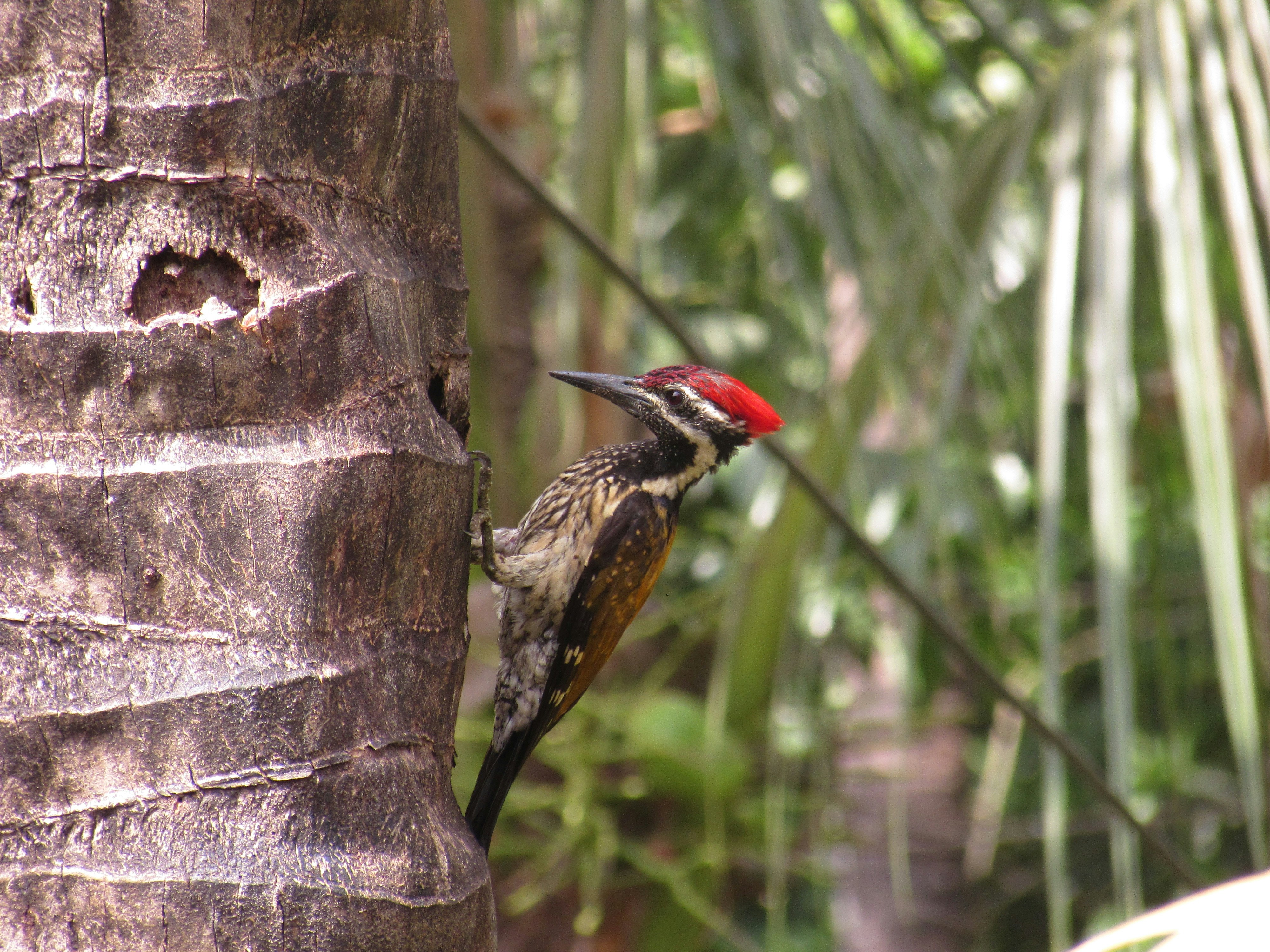 Photo by atharvakanekar22