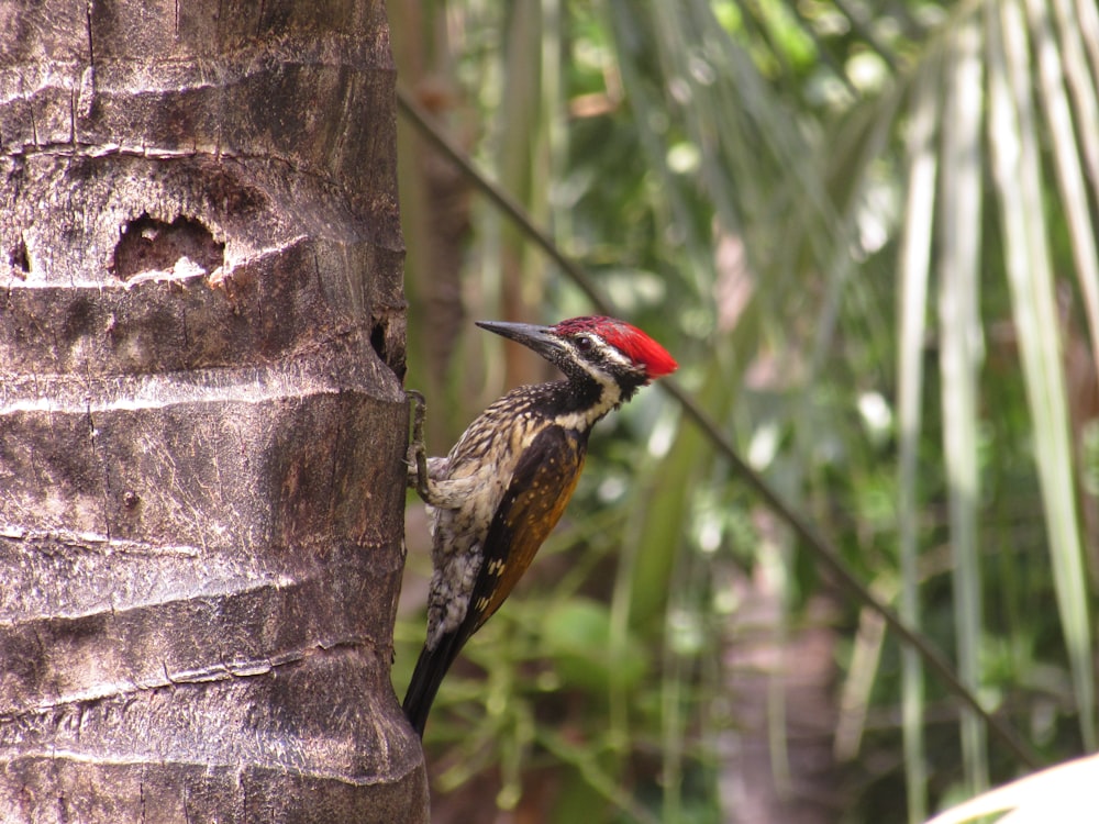 a bird on a tree