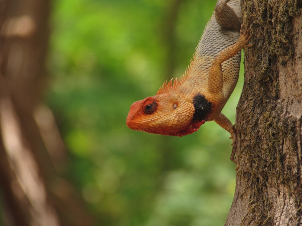 a red and black snake on a tree