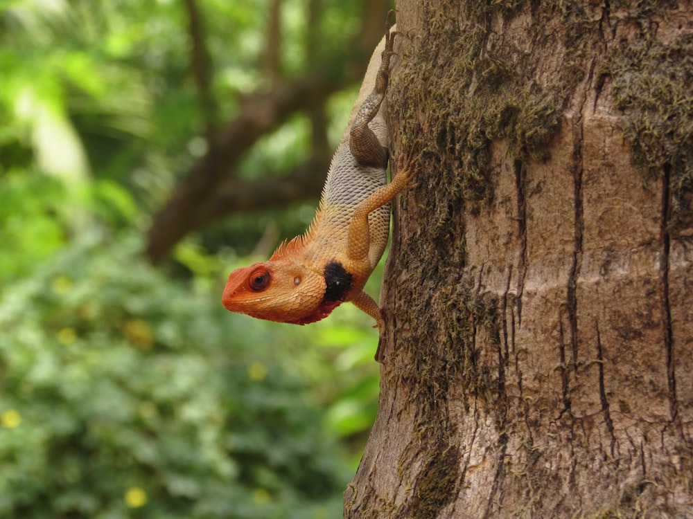 a snake on a tree