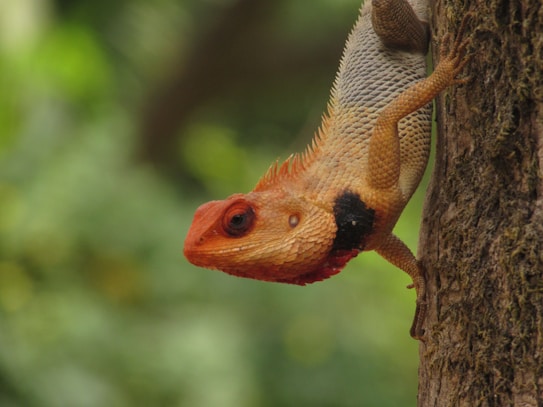 A brightly colored lizard with a red head and orange-red scales is clinging to the bark of a tree. It has a prominent black patch on its throat and its body coloration transitions to a more subdued grayish-brown as it moves away from the head. The background is blurred and green, indicating a natural, possibly forested environment.