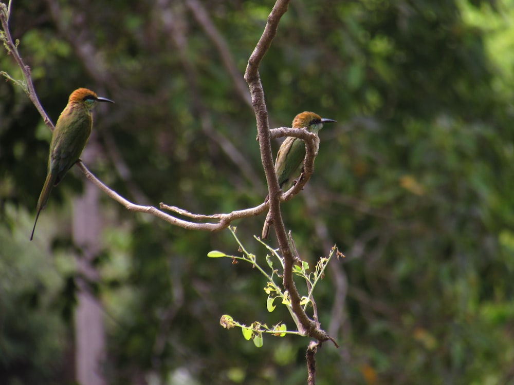 Uccelli su un ramo dell'albero