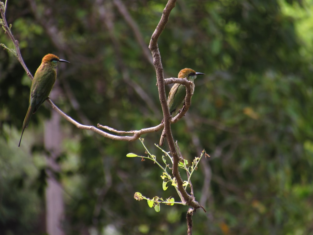 oiseaux sur une branche d’arbre