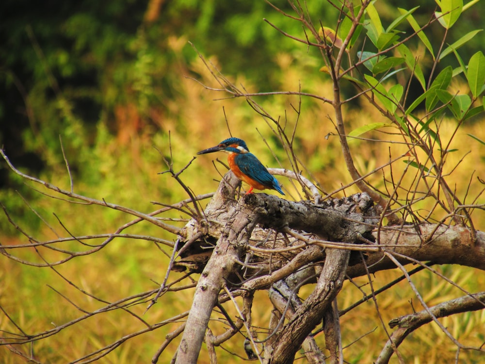 a bird sitting on a tree branch