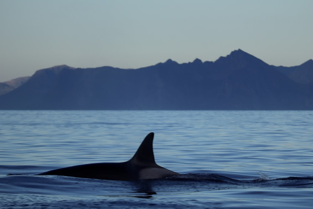 a whale in the water