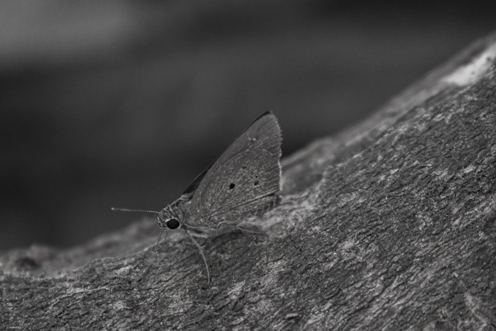 a bug on a rock