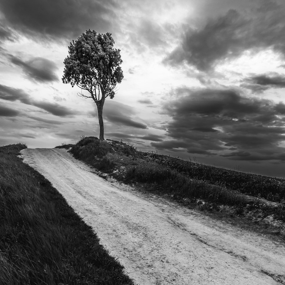 a tree on a hill