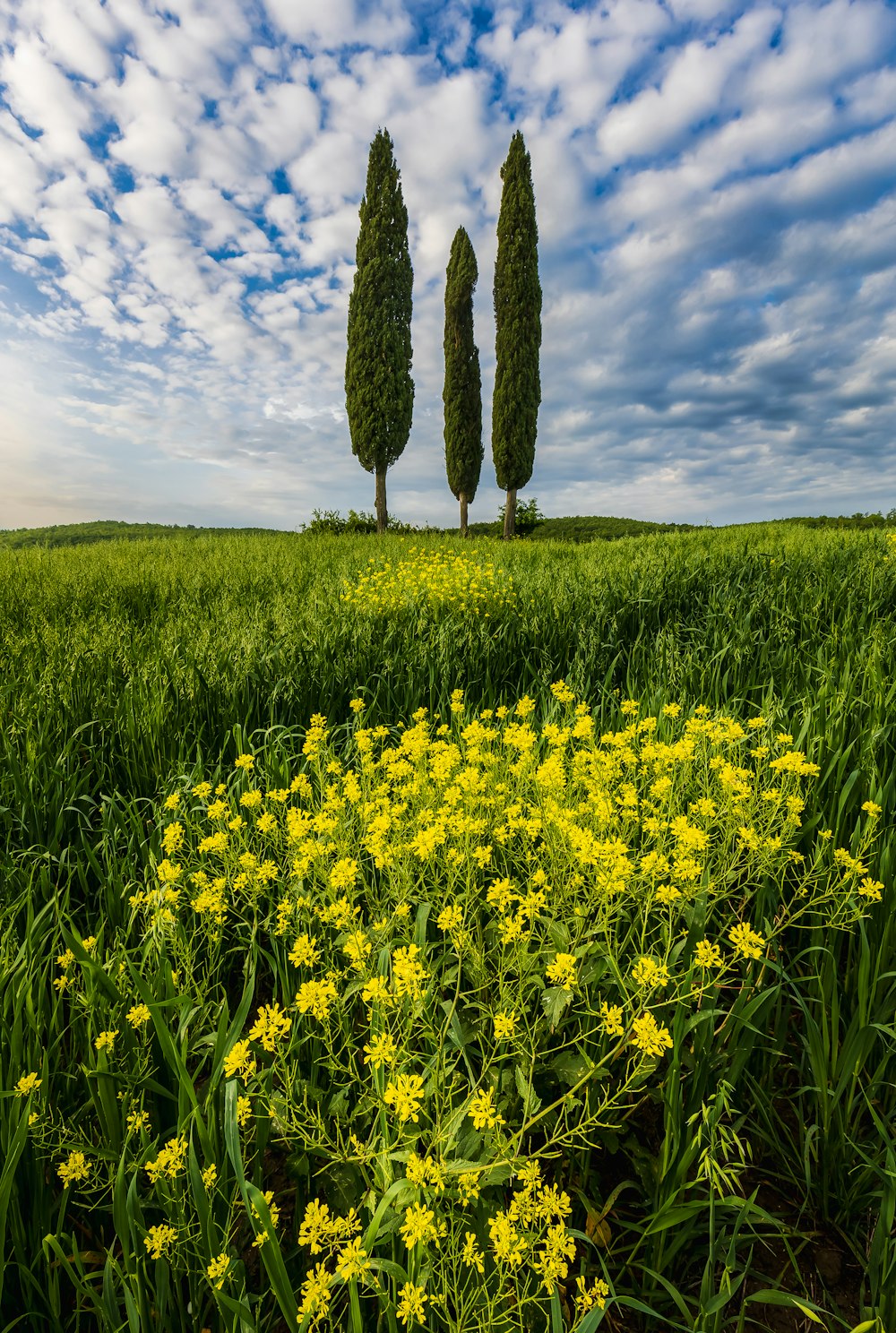 a field of flowers