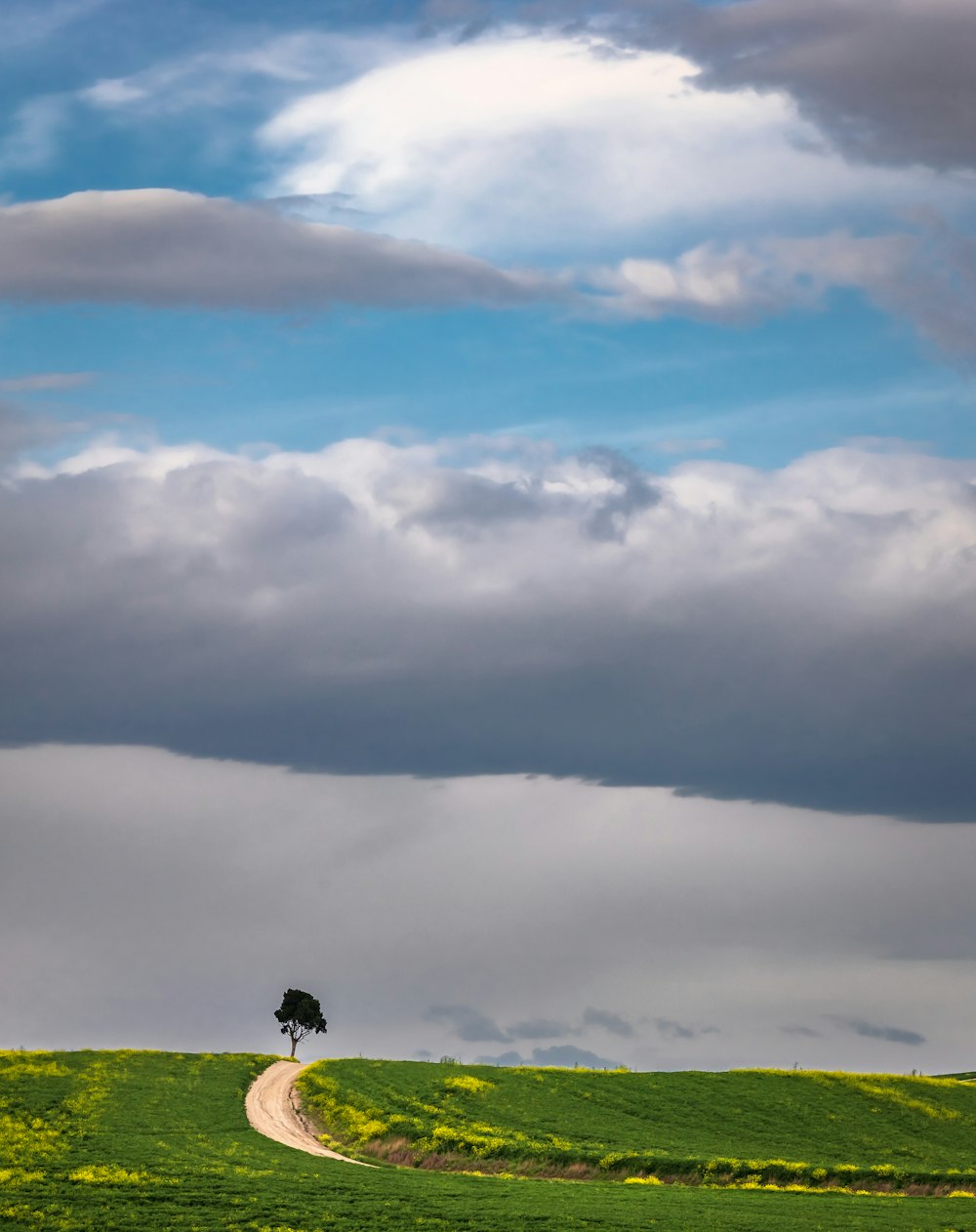 a tree on a hill