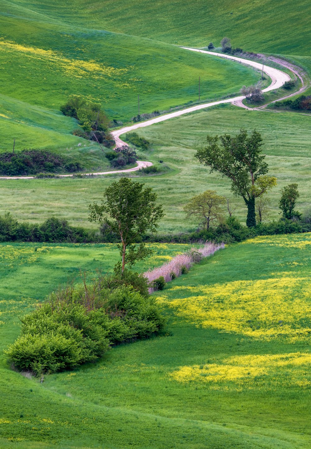 a green field with trees and flowers