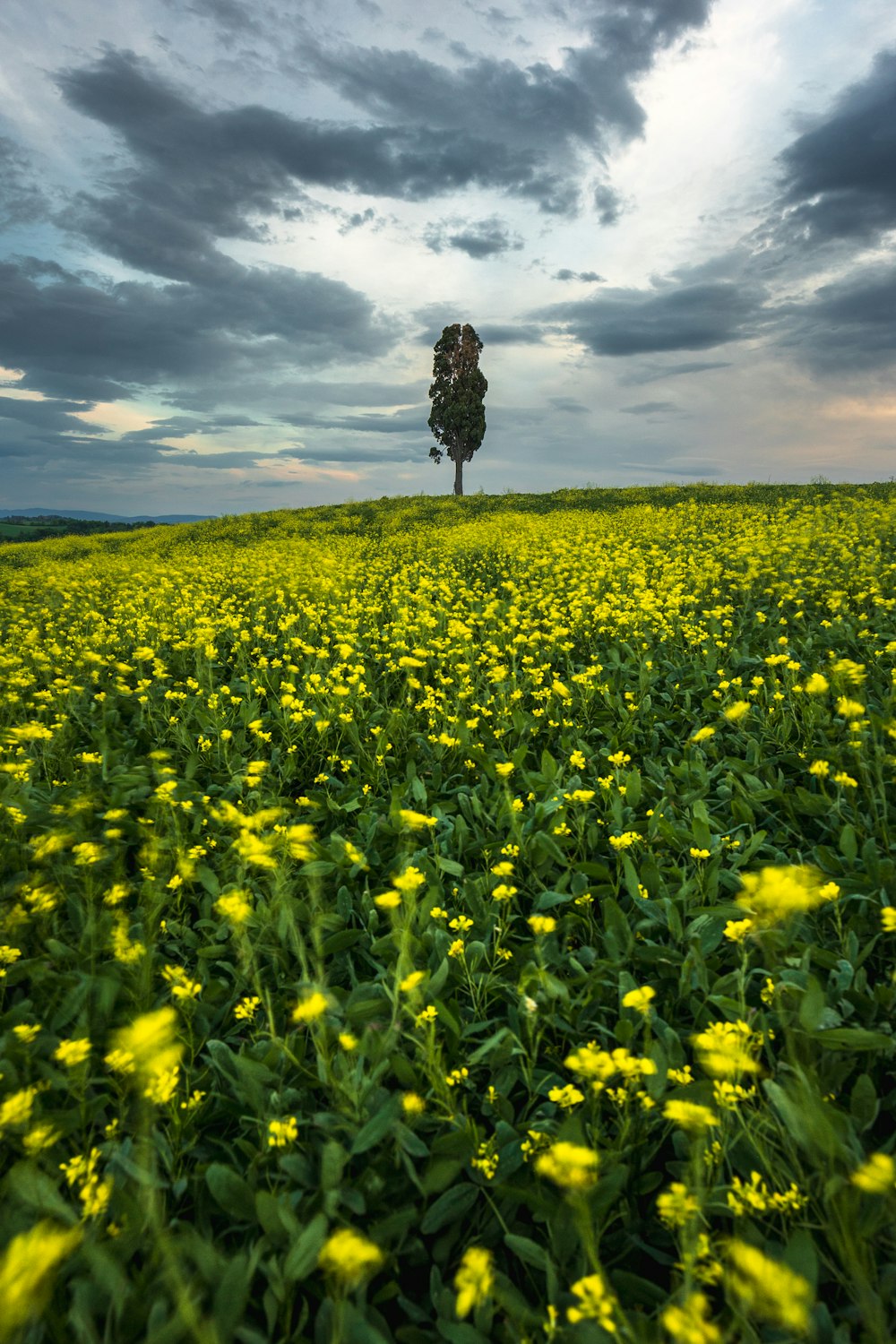 a tree in a field of yellow flowers