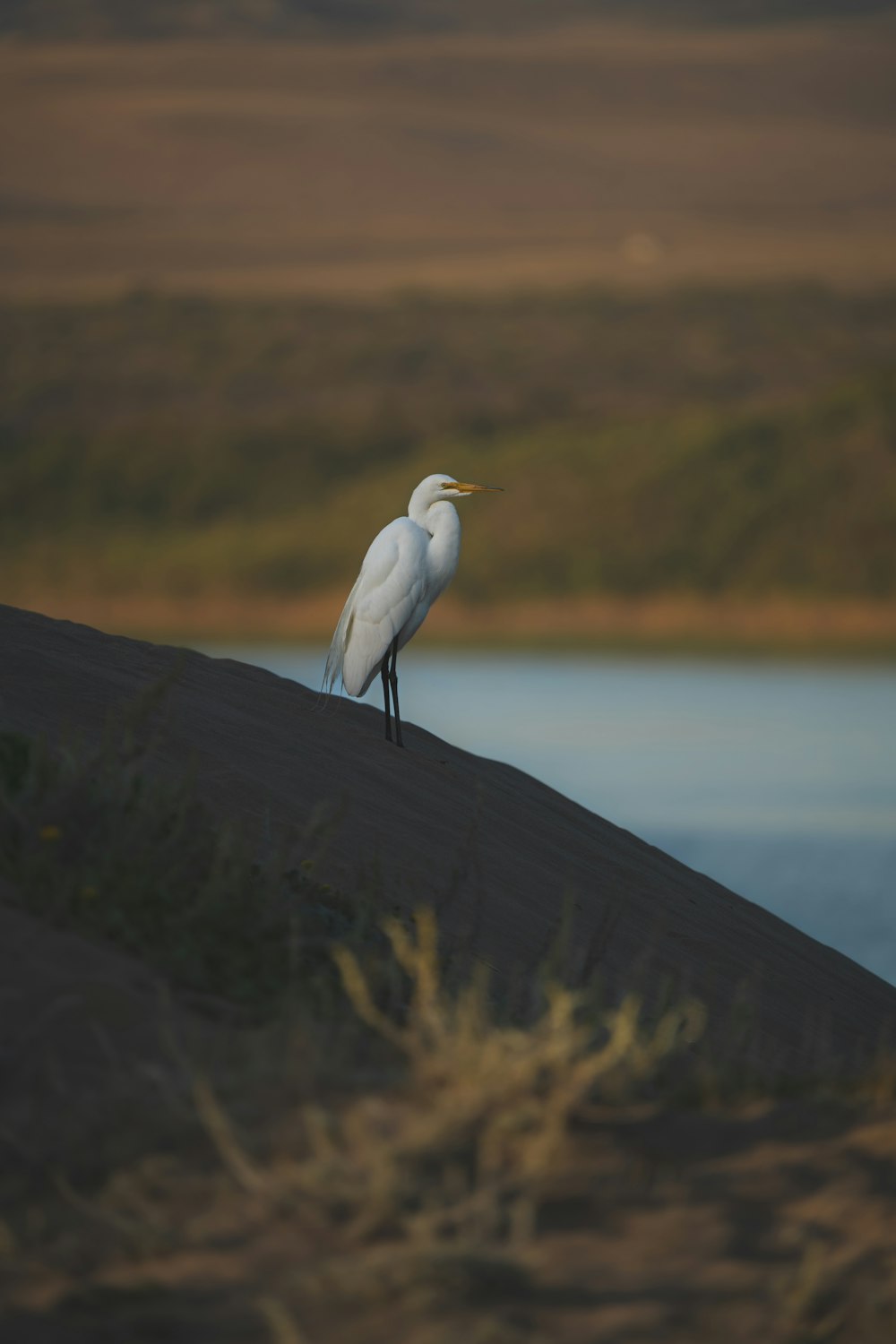 a bird standing on a rock