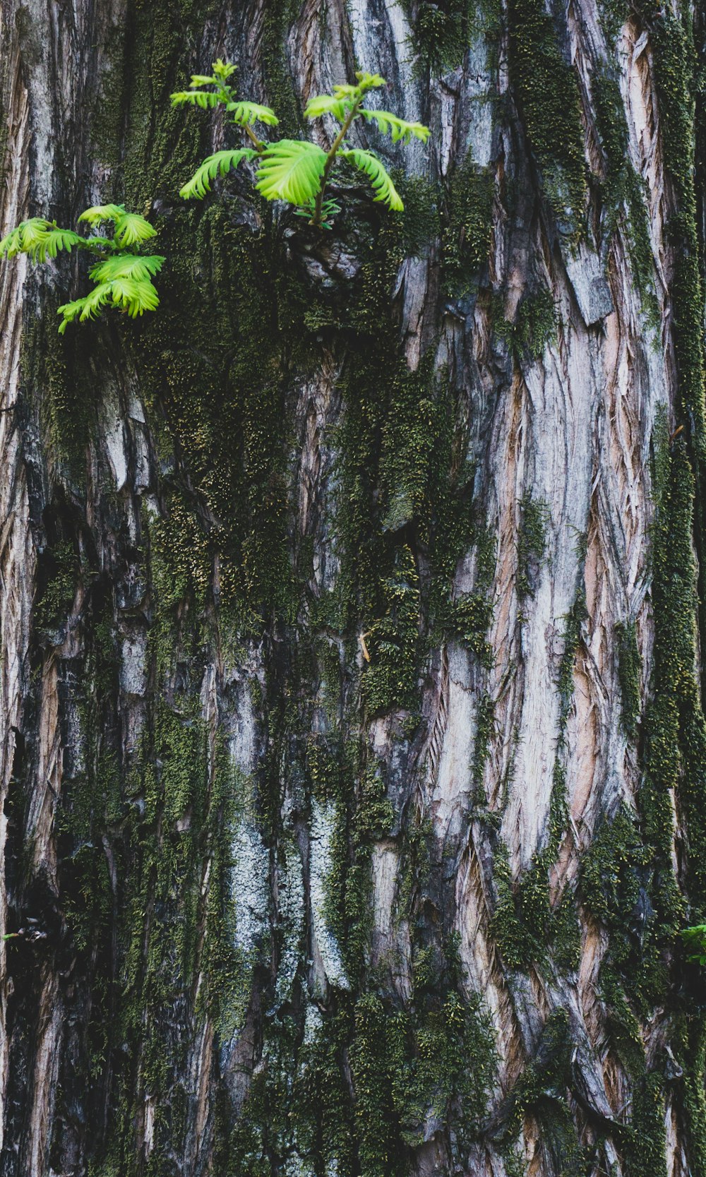 a close-up of a tree