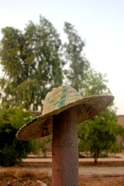 a banana peel on a tree