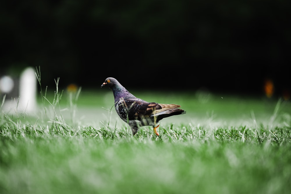 a bird walking on grass