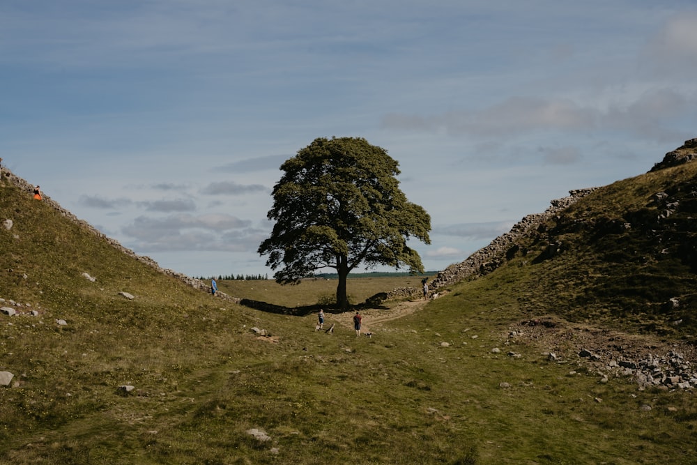 a group of people walking on a grassy hill by a tree