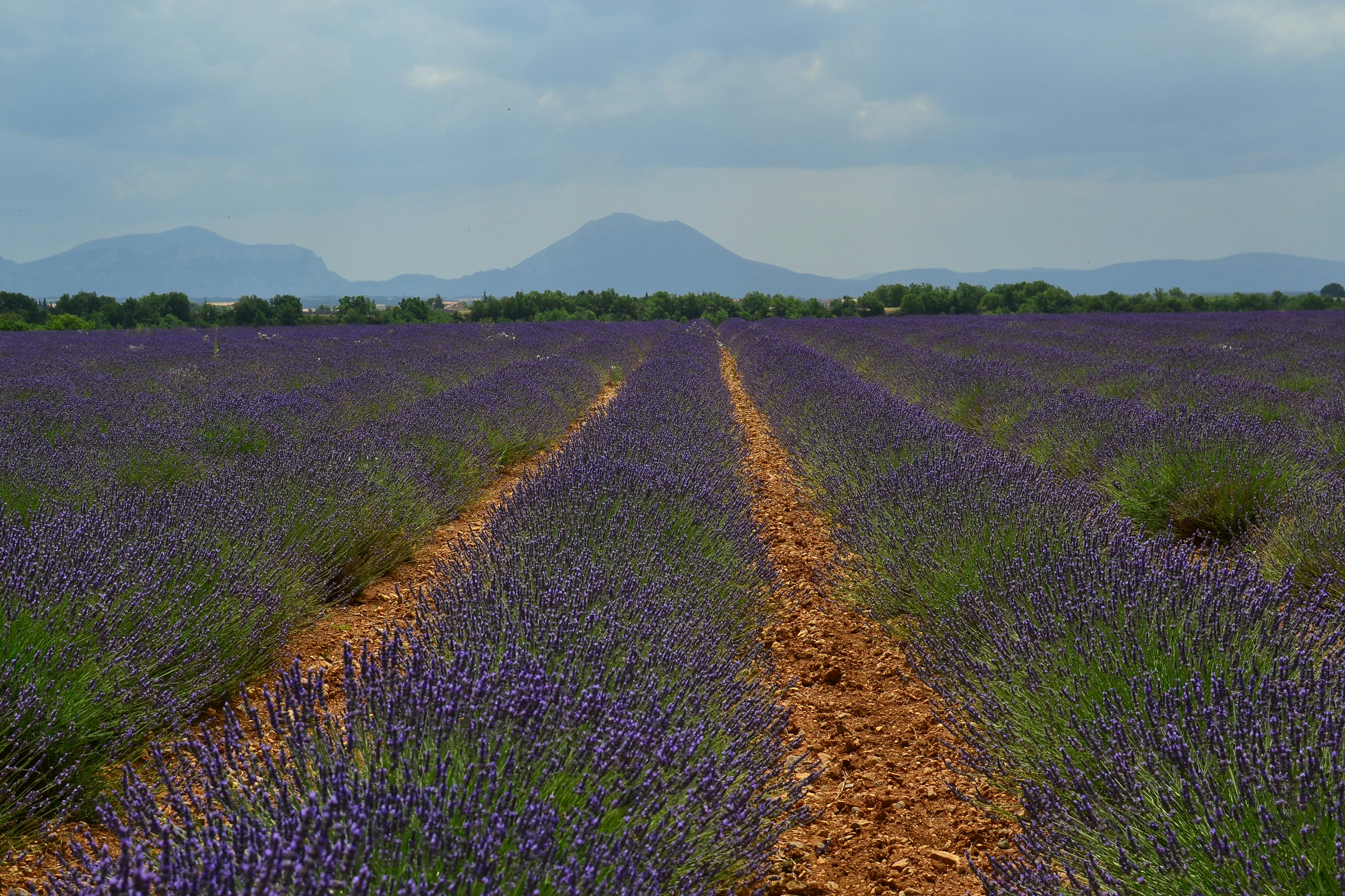 a field of purple flowers
