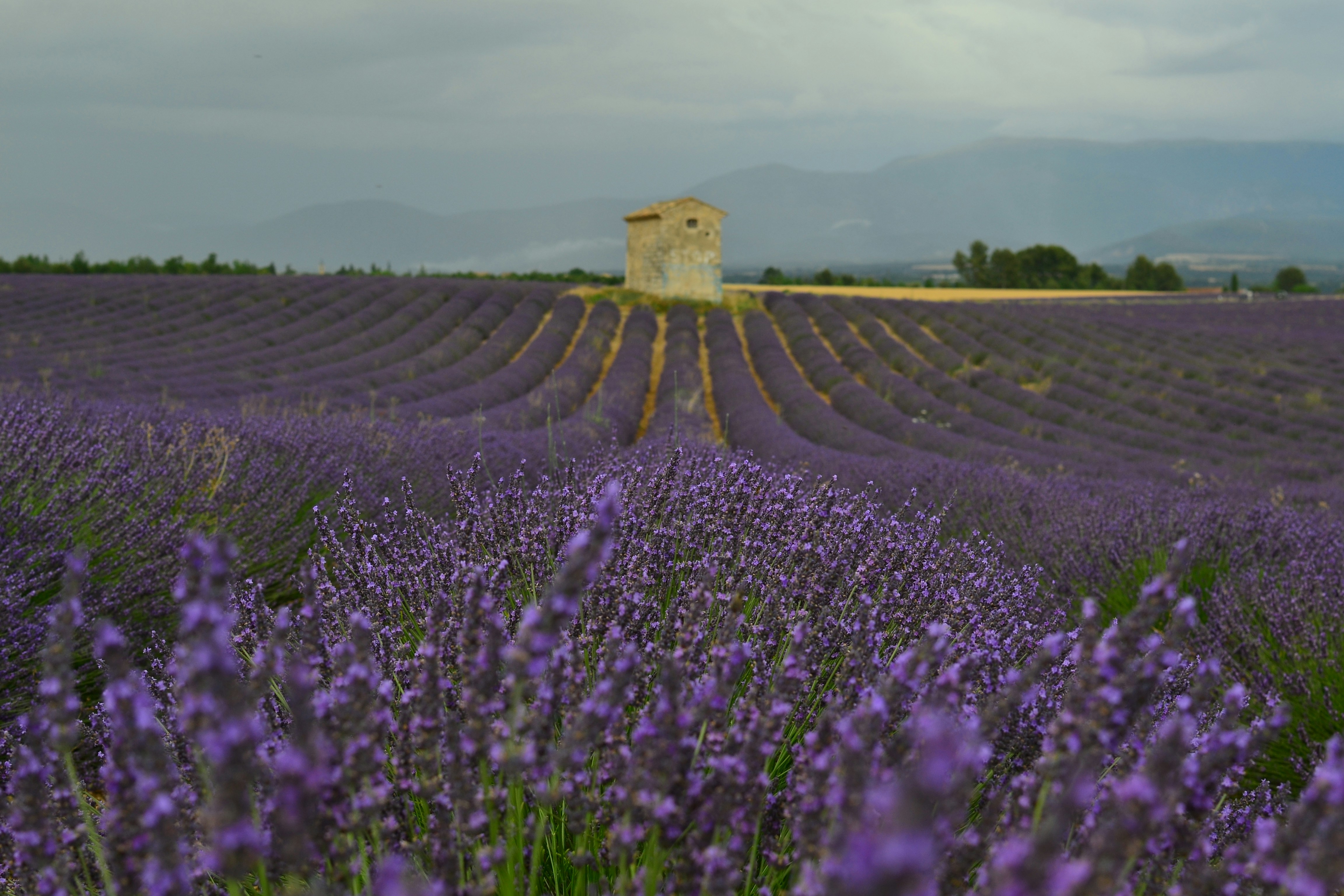 a field of purple flowers