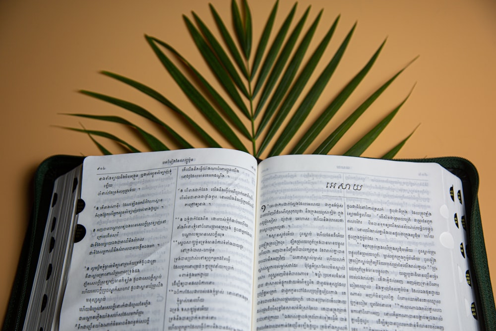 a book open with a plant in the background